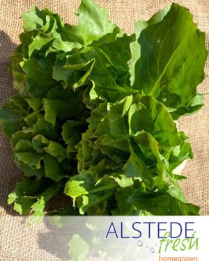 Alstede Fresh Escarole