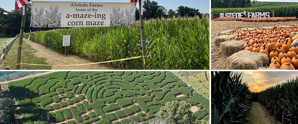 Alstede Farms Giant Corn Maze