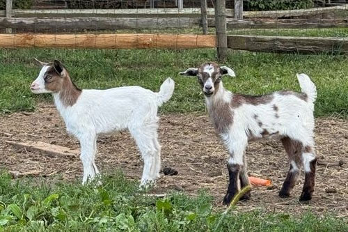 Friendly Farm Animals