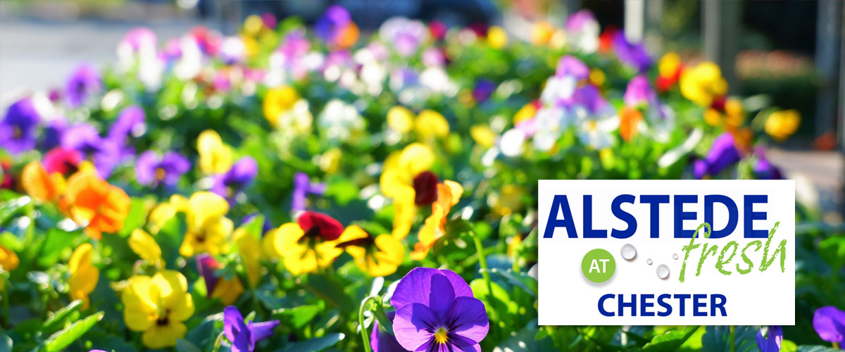 Alstede Fresh at Chester
