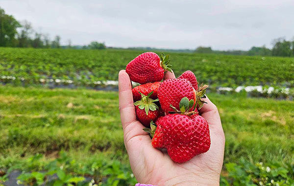 Pick Your Own